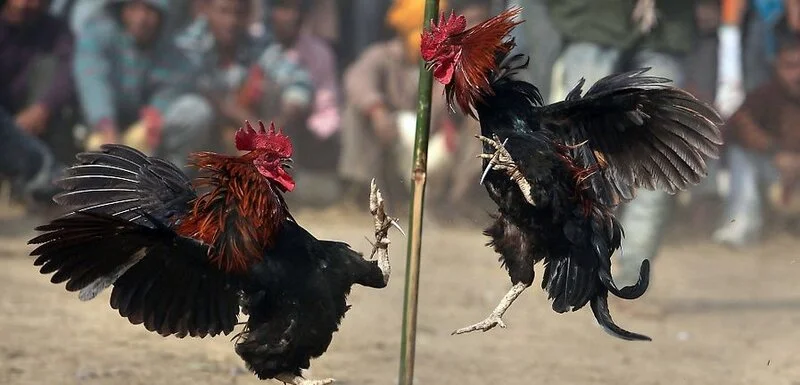 LAR online cockfighting match