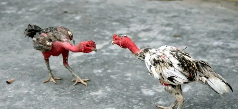 LAR cockfighting roosters