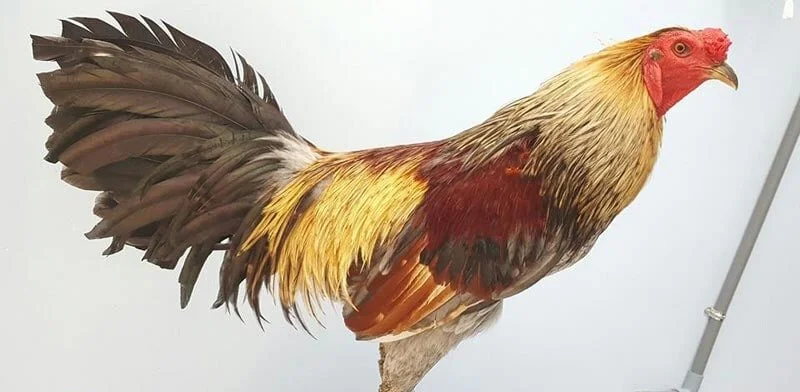LAR cockfighting rooster